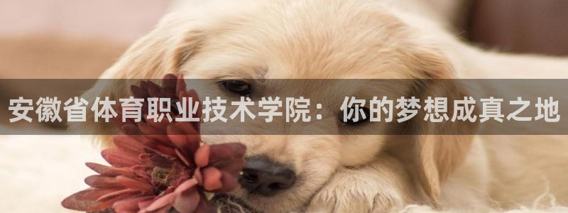 3377体育唯一官方网站：安徽省体育
